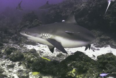 Utila LI-0089.jpg