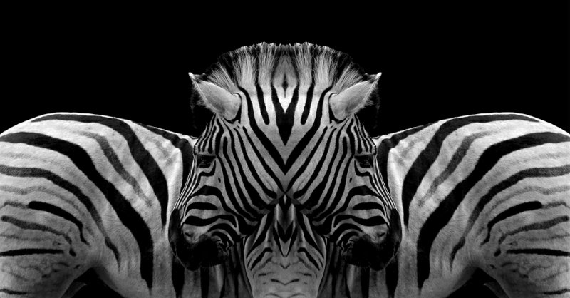 2 zebras bw 124.jpg