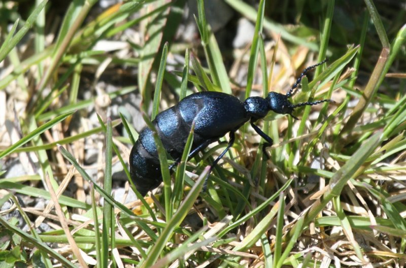 Blister Beetle