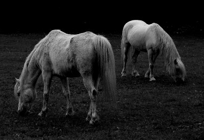 White Horses Bowmanville Zoo