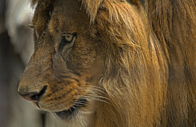 Lion  Bowmanville Zoo
