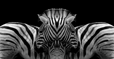 2 zebras bw 124.jpg