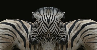 Zebras  Bowmanville Zoo