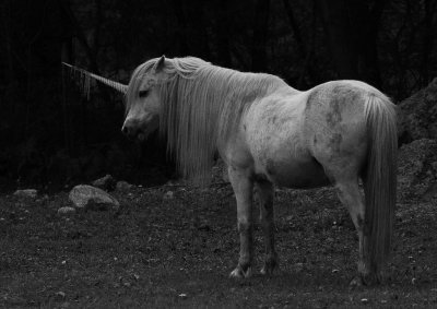 old unicorn Bowmanville Zoo