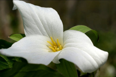 Oshawa Trillium