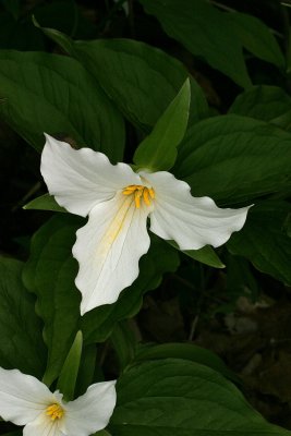 Trilliums