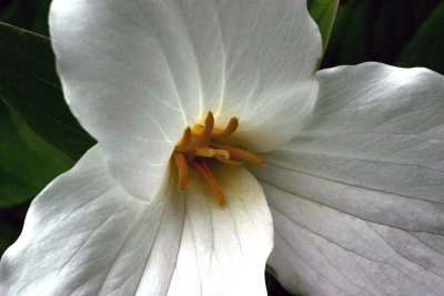 Trillium