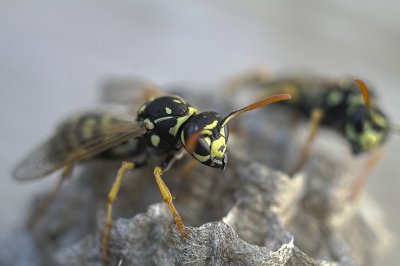 Hornet