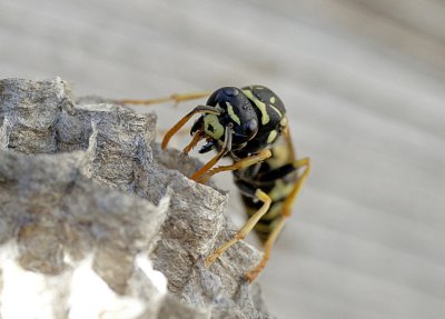 Hornet