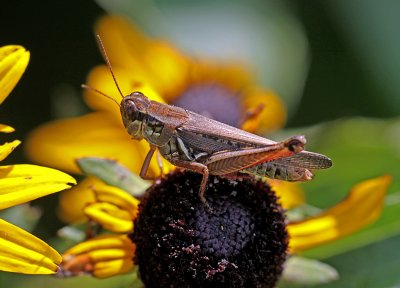 IMG_0722 e2c 124.jpg