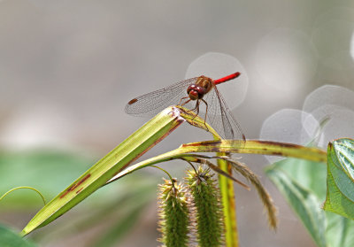Dragon Fly