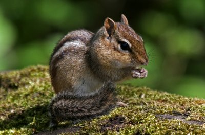 Eastern Chipmunk