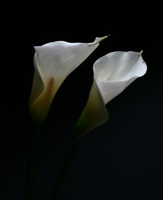Cala Lillys