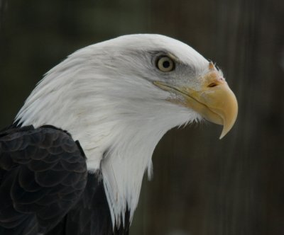 Bald Eagle  Toronto Zoo