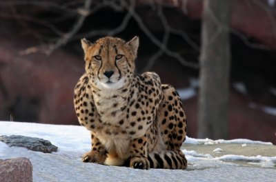 Toronto Zoo Cheetah