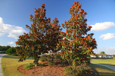 Magnolia Tree