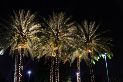 Nighttime Palms