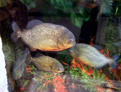 Black Spot Piranha