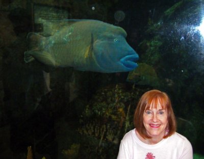 Giant Blue Parrot Fish