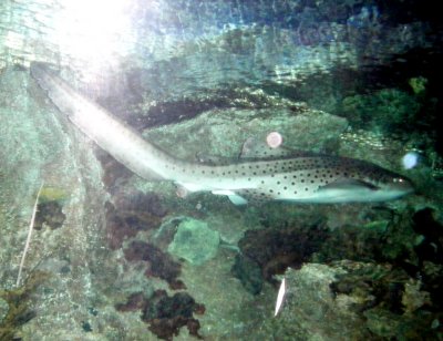 Zebra Shark