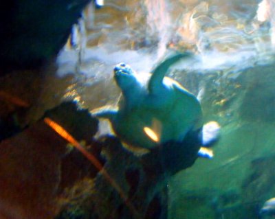 Green Sea Turtle