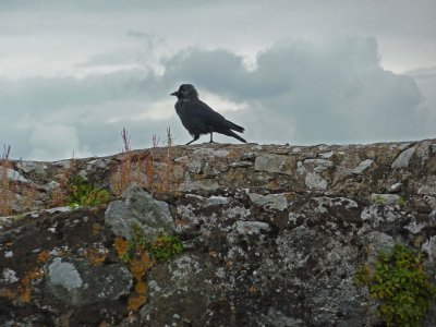 Bird on the Top of Blarney Castle
