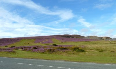 Heather on the Hills in Wales