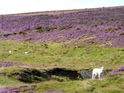 Heather & Sheep in Wales