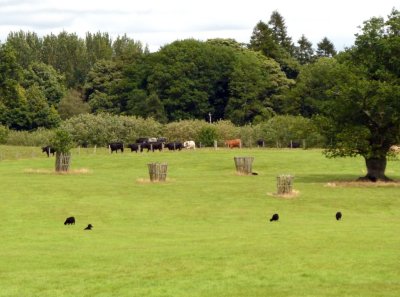 Sheep & Cows on Chirk Castle Grounds, Wales