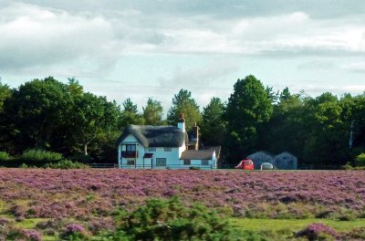 Thatched Roof Cottage in Field of Heather in the New Forest, England