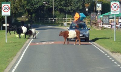 Belted Galloway Cattle in The New Forest