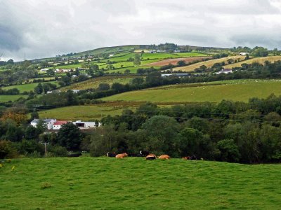 Dairy and Sheep Farms on the Drive to Derry/Londonderry, N. Ireland