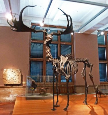 Giant Irish Deer Became Extinct About 10,000 Years Ago