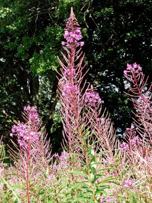 Interesting Plant in Scotland