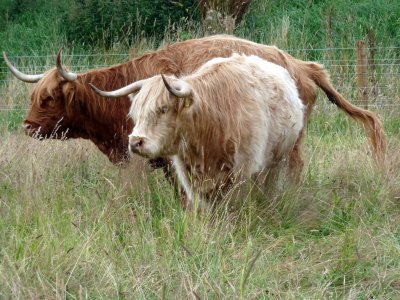 Scottish Highland Cattle