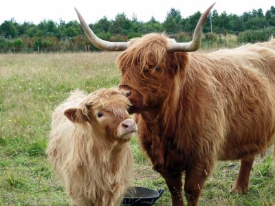 Scottish Highland Calf & Mom