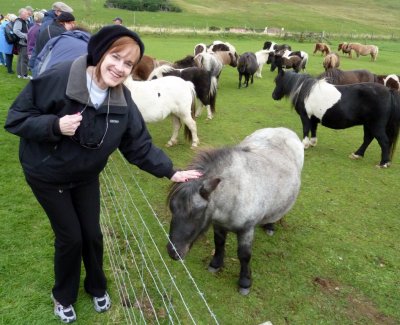At a Shetland Pony Farm, Shetland Islands