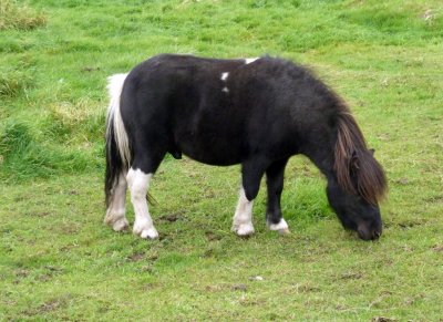 Shetland Stud at Shetland Farm