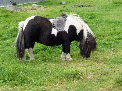 Shetland Stud at Shetland Farm