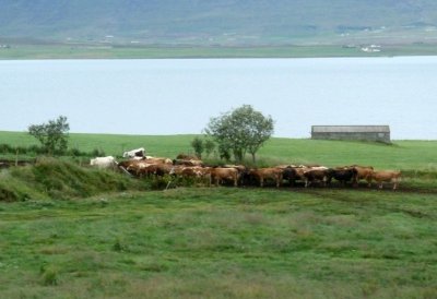 Cows Coming Home in Iceland