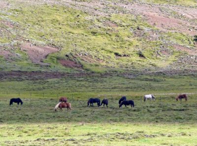 Icelandic Horses' Pure Bloodlines are Controlled by Law