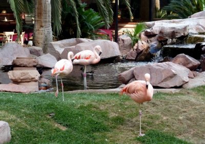 Flamingo Hotel Gardens