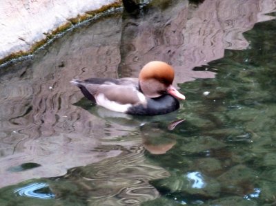 Red Crested Pochard