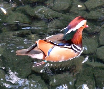 Mandarin Duck