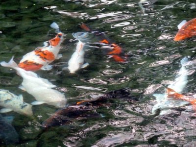 KOI Pond at the Flamingo