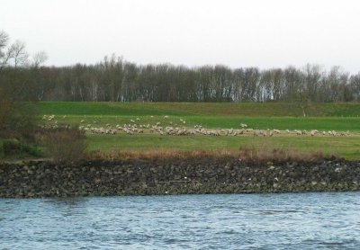Sheep Grazing by the Rhine River
