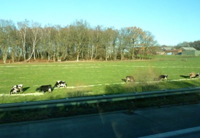 Orderly Feeding of Cows on the Road to Aachen, Germany