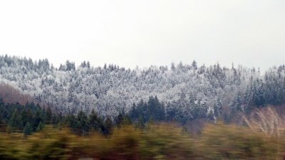 Snow-covered Trees Outside Freiburg, Germany