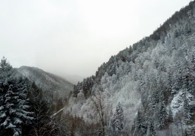 Scenic View of the Black Forest