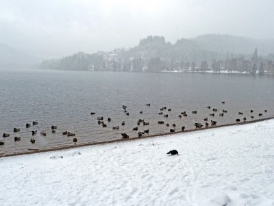 Ducks on Titisee